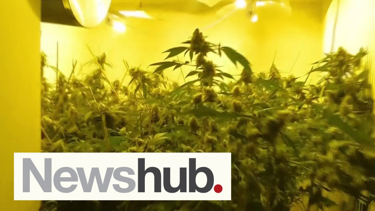 Major migrant-run drug operation busted in Auckland, up to $25m cannabis seized | Newshub