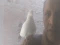 يا سارق روحى منى مجد القاسم يا سارق روحى منى مجد القاسم