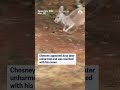 Chesney the kangaroo returns home after being on the run for 72 hours