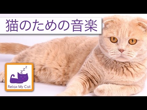 あなたの猫を静めるために音をなだめる猫や友人のための音楽