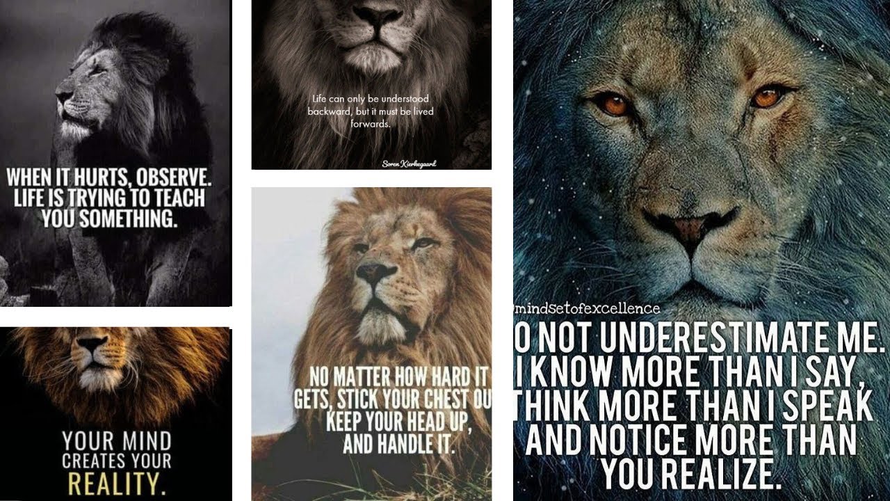 Motivational Lion Quotes Inspiration from the King of the Jungle