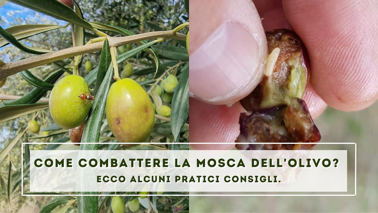 Come combattere la mosca dell'olivo? Ecco alcuni consigli.