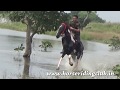 Horse riding in the river  horse riding club in nagpur