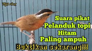 SUARA PIKAT PELANDUK TOPI HITAM AMPUH 💯% LANGSUNG PADA KUMPUL