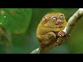 Tarsier monkey