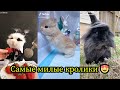 Кролики - смешные и милые зайчики🐰🐰. Видео Подборка #1