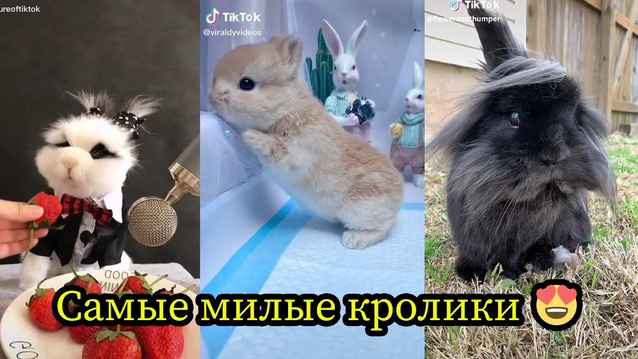 Кролики - смешные и милые зайчикиðŸ°ðŸ°. Видео Подборка #1 - YouTube