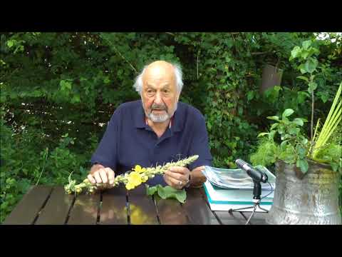 Video: Verwendungen für Königskerzen-Kräuter: Wie man Königskerzen-Pflanzen im Garten verwendet