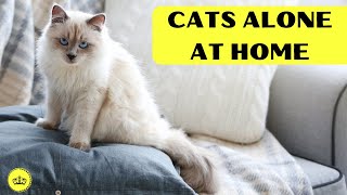 Revealed Mystery: What Cats Do When You're Not Home