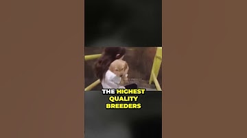 Unleashing the Power of Poodle Training  What You Didn