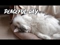A peaceful afternoon of cats - Norwegian forest cat の動画、YouTube動画。