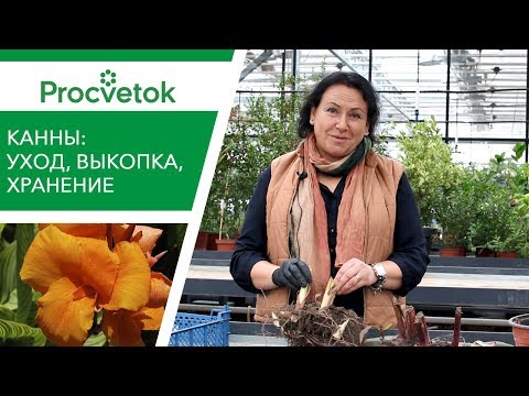 Зимовка канны в домашних условиях