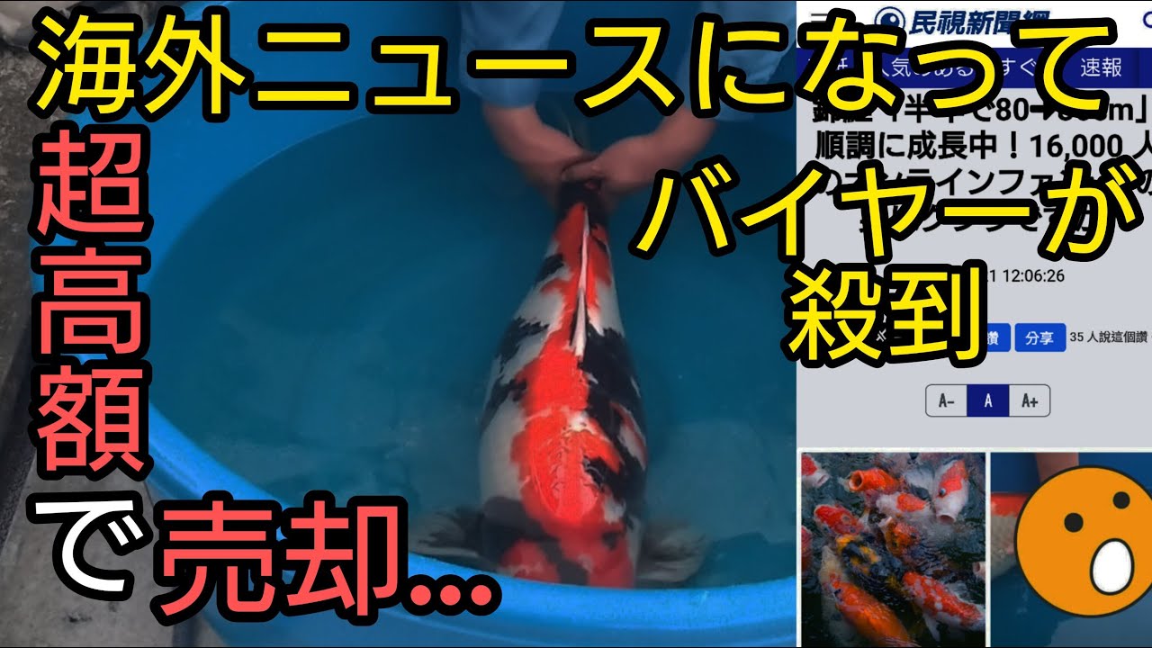 海外メディアに載りすぎて【俺の錦鯉に何百万の値段が付きました】#Koi