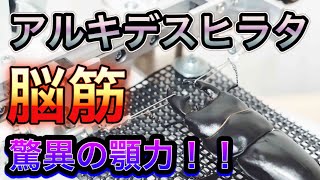 アルキデスヒラタクワガタ短歯・長歯の挟む力比較！【たっカブ】