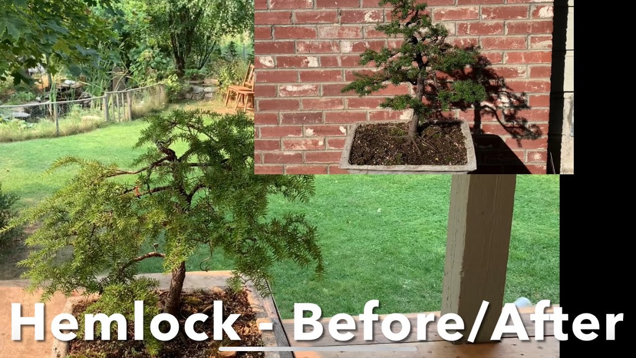 Hemlock Bonsai - The Next Iteration