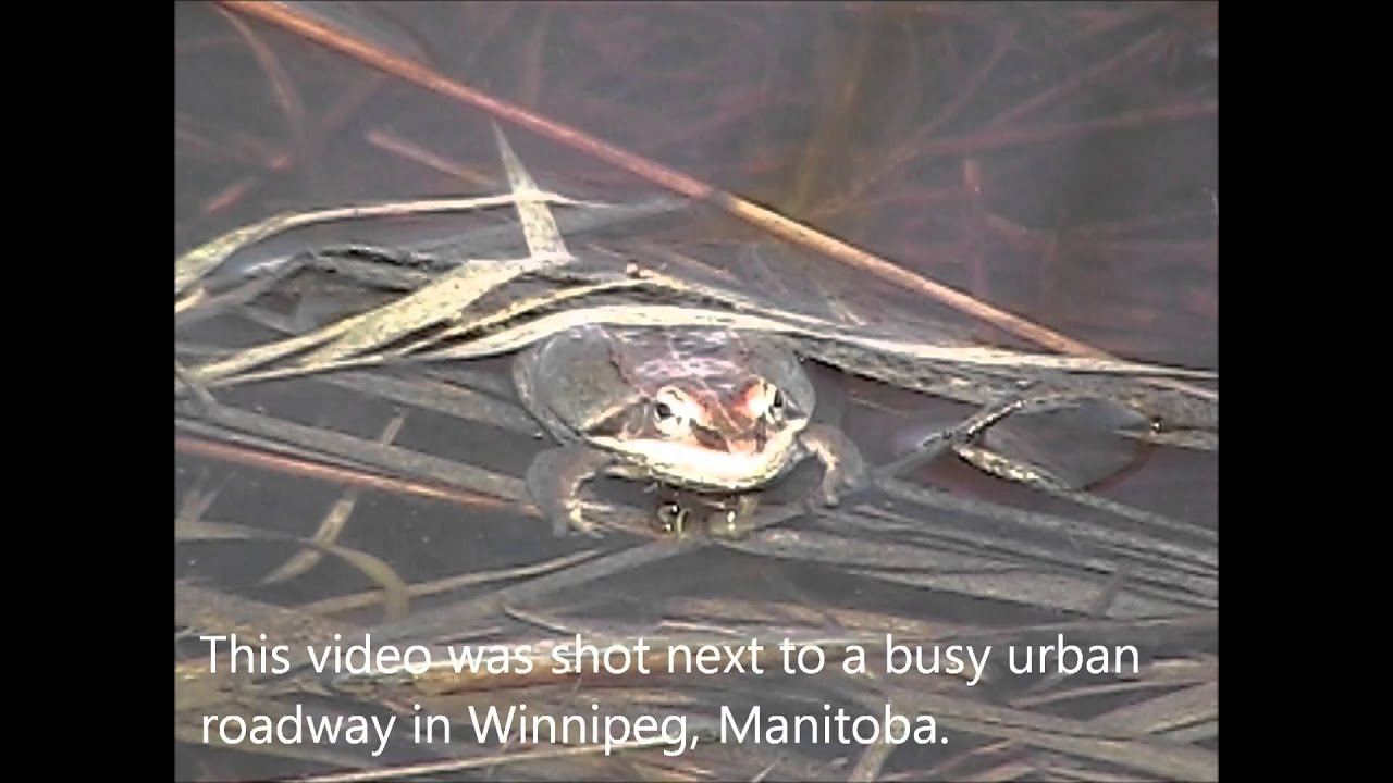Wood Frogs and Boreal Chorus Frogs. YouTube