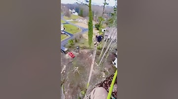 Even skilled logger can make mistakes #asmr  #satisfying  #tree  #oddlysatisfying  #fyp