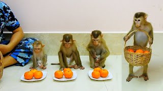 Most Smartest Sovan Walk Carry Big Basket Of Oranges To Help Mom Prepare Breakfast For Him,