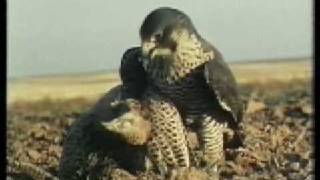 Gokdogan Wanderfalker