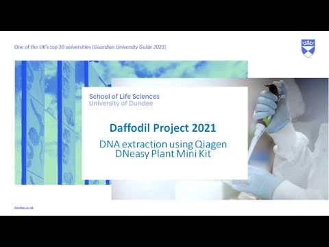 Video 1: DNA Extraction using Qiagen DNeasy Plant Mini Kit