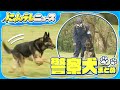 【警察犬まとめ】“警察犬”指導士 87歳の挑戦/埼玉県警「嘱託警察犬」新たに72頭を任命/お手柄！行方不明発見「ワンちゃん 助かった」
