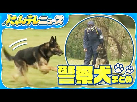 【警察犬まとめ】“警察犬”指導士 87歳の挑戦/埼玉県警「嘱託警察犬」新たに72頭を任命/お手柄！行方不明発見「ワンちゃん 助かった」