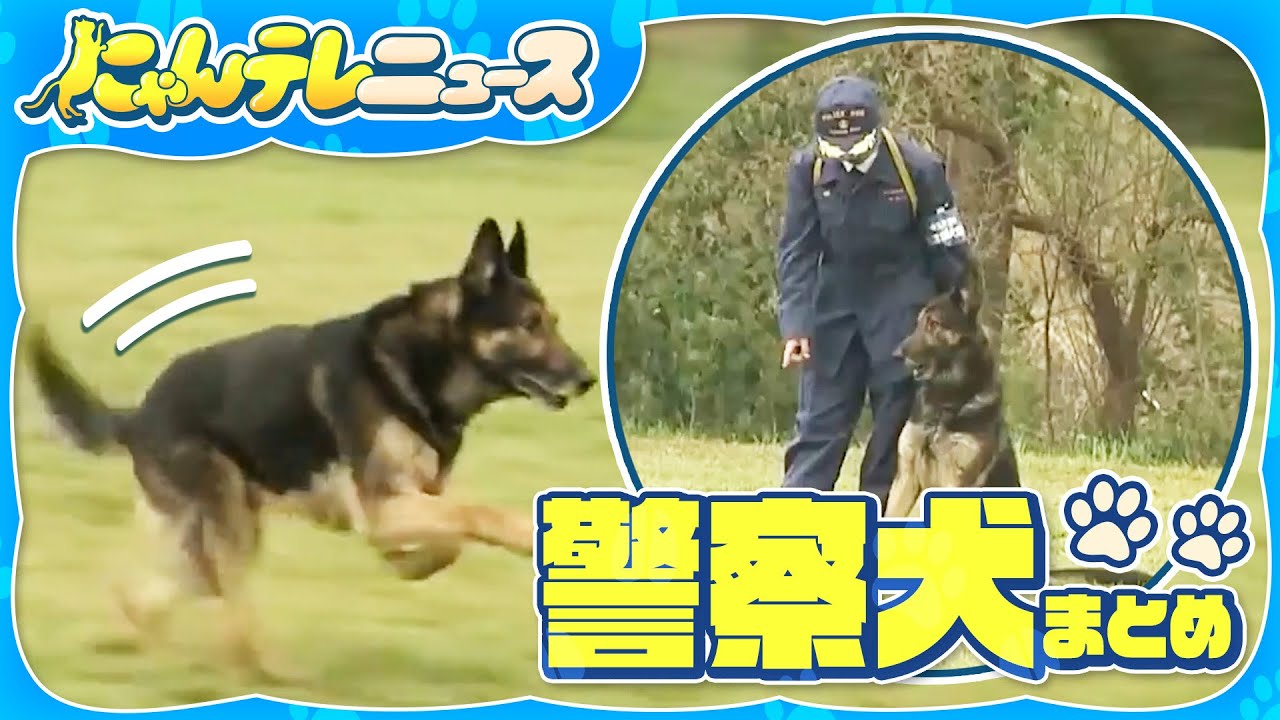 警察犬まとめ】“警察犬”指導士 87歳の挑戦/埼玉県警「嘱託警察犬」新た