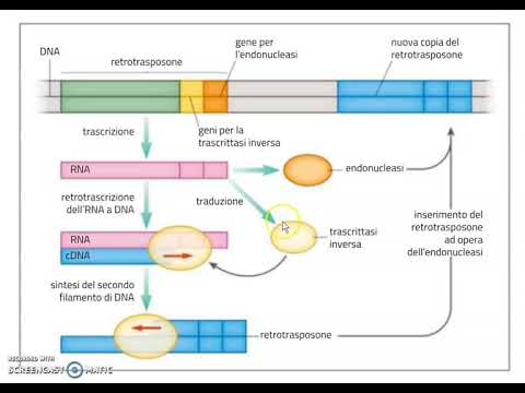 Video: Un Metodo Di Arricchimento Avanzato Per Sequenze Di Inserimenti Di Retroelementi Somatici Rari