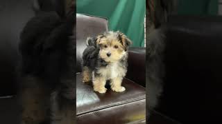 The Spunky Morkie Personality