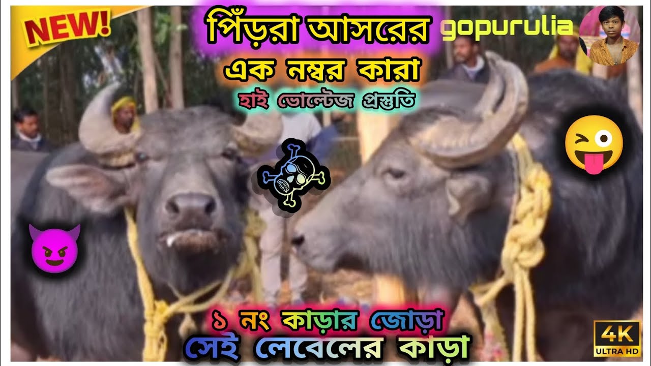 #┈━═☆❣️ পিঁড়রা 😈আসরের 😜১ নং কাড়ার ❓জোড়াসেই লেবেলের☠️ #কাড়া #নিউ #আপডেট#❣️☆═━┈