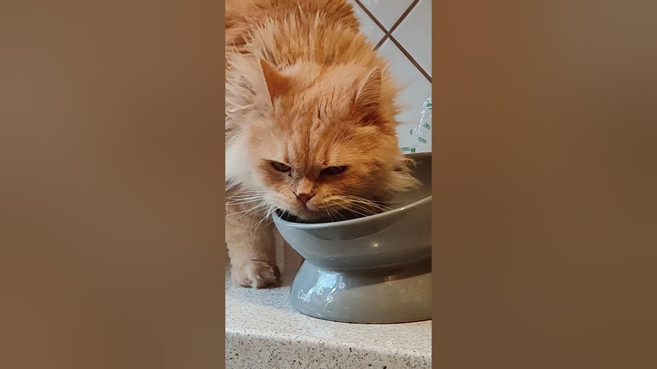how-does-a-cat-drink-water-cat-kitten-amazing-cute-water-youtube