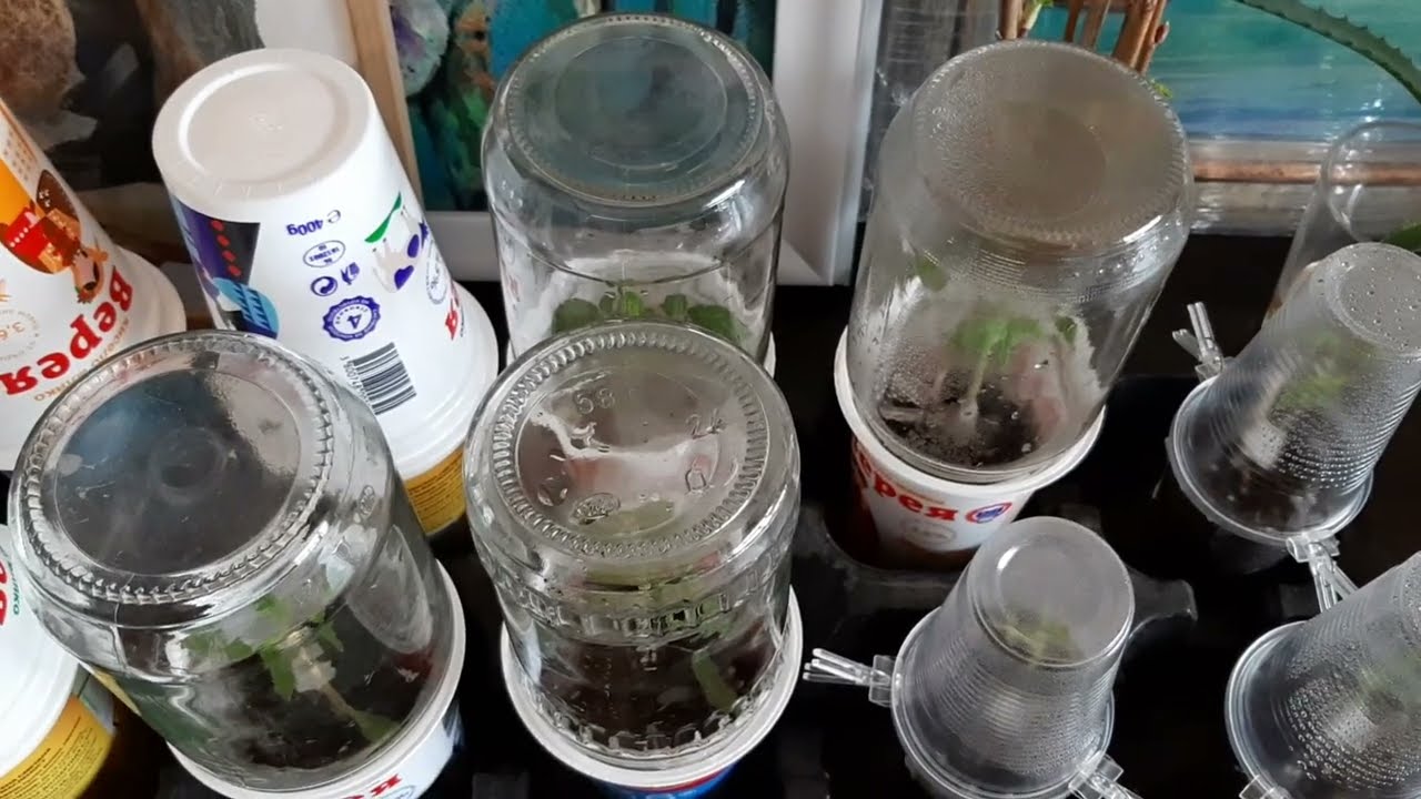 Ашладисаните домати и обзор на разсадите