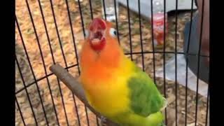 story wa burung lovebird ngekek panjang