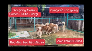 PHỐI GIỐNG CHÓ CÁC DÒNG CHÓ ALASKA, CORGI, SHIBA, HUSKY, GOLDEN, SAMOYED, AKITA. BAO ĐẬU, BAO TIÊU.