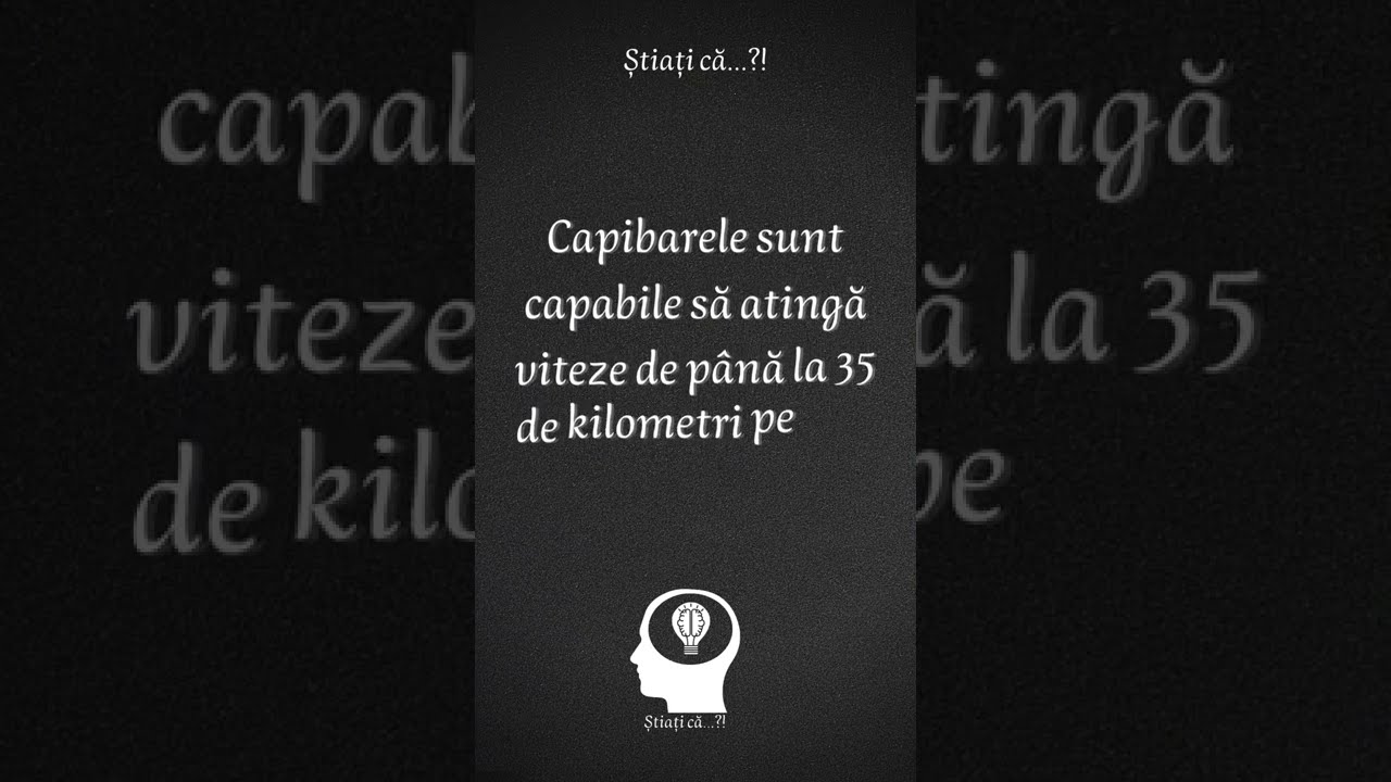 Știați că...?! Capibarele sunt capabile să... 