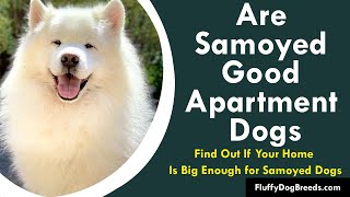 Are Samoyed Good Apartment Dogs: Find Out If Your Home Is Big Enough for Samoyed Dogs