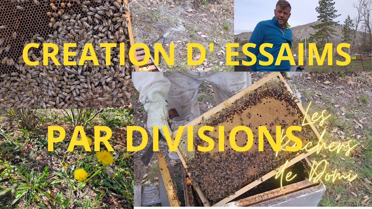 Saison 2 Épisode 10.  11 Avril 2023. Création d’essaims par division dans les Hautes Alpes.