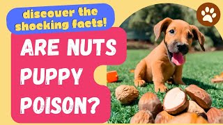Are Nuts Puppy Poison? Discover the Shocking Facts!