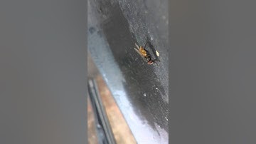 camera test of lava iris x8