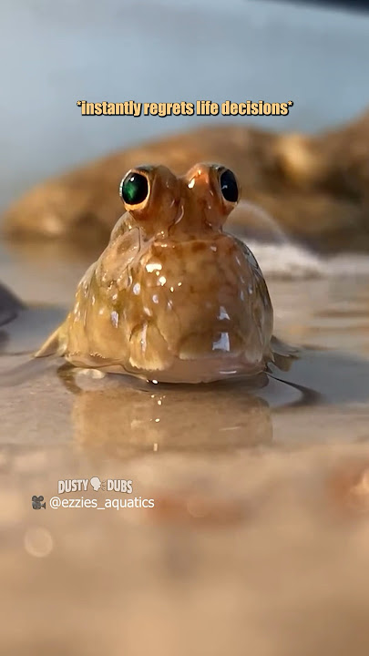 mudskipper meets his match 🎥: @EzziesAquatics #shorts