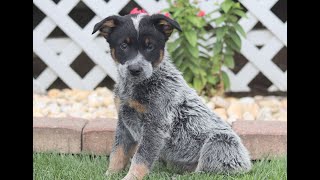 Blue Heeler (Australian Cattledog) Puppies for Sale