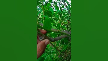Multi Grafted Fruit Tree, Multi Grafted Orange Tree, How To Graft, Seedless Lemon Grafting #shorts