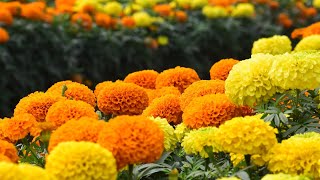 Kako Da Vam Kadifice Budu Što Bujnije? Će