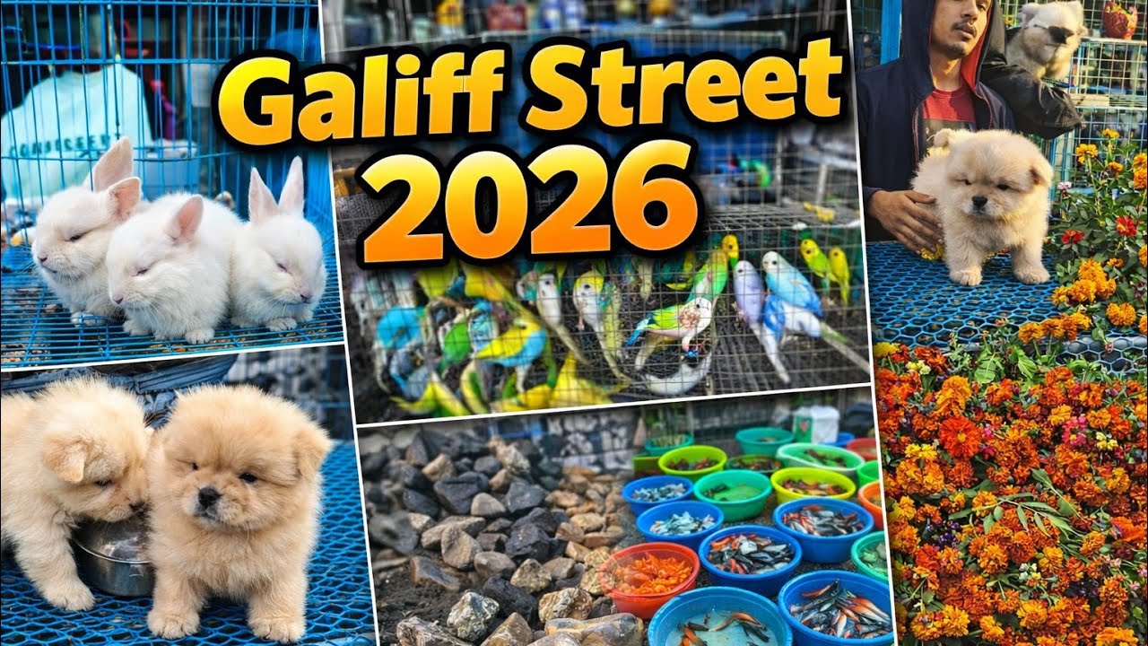 Galiff Street Pet Market|Dog Market in Kolkata |Fish Market Kolkata| Small Journey With Rohit| Tree