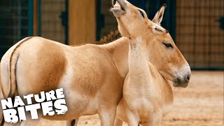 Is This Rare Horse In Danger? | The Secret Life of the Zoo | Nature Bites