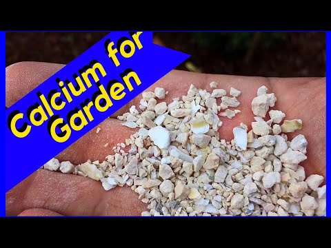 Vídeo: Oyster Shell Mulch Info – Como usar conchas de ostras no jardim