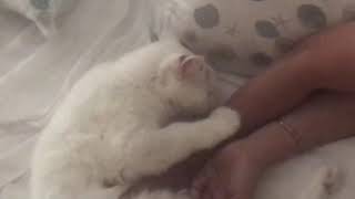 HOW CAT SHOWS LOVE IN THE MORNING