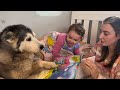 Baby Refuses To Go Bed Without Her Husky Reading Her Bedtime Story!😭. [CUTEST VIDEO EVERR!!]