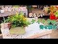【 寄せ植え 】秋らしいケイトウの寄せ植えby土谷ますみ