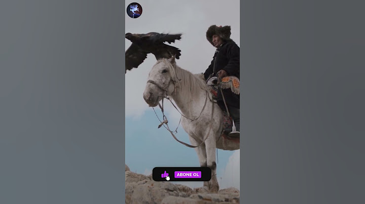 Türklerde Kartal Eğitimi-Bürküt (Detaylar Açıklamada)